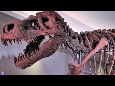 What Really Happened To Sue The T-Rex
