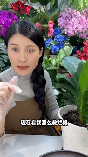 How to save a plant with rotten roots#Flowers and green plants#Tips for growing flower