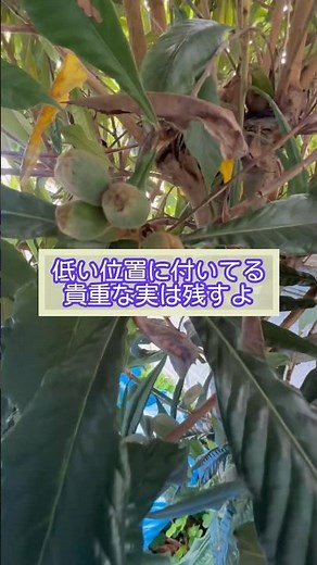 琵琶の実を残して強剪定でコンパクトにする#庭師のVlog #一級造園技能士