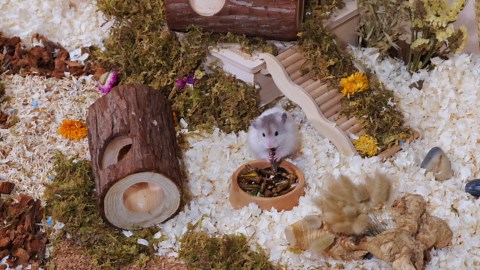 Niteangel Small Animal Snack & Treats - Small Critter Natural Treat for Dwarf Syrian Hamsters Gerbils Mice Sugar Glider Hedgehogs Chickens Birds (Freeze-Dried Worms- 1.4oz (40g))