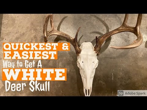 QUICKEST & EASIEST DIY Method to Get a Super WHITE DEER Skull