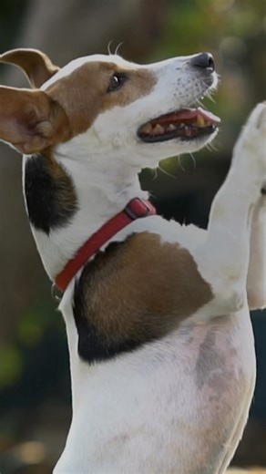 Learn a new trick, like saving up to 15% on pet insurance through the USAA Insurance Agency. | USAA