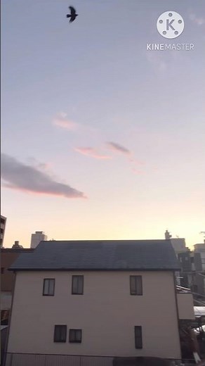 Crow 🐦‍⬛ Communicating