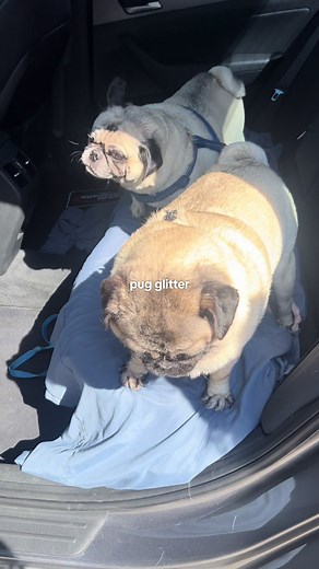 pov: pug glitter (shedding) #pugs #pugsoftiktok #dogs #dogsoftiktok #shedding #brodieandbrownie