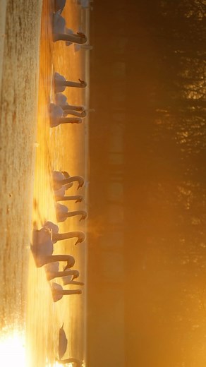 1.2M views · 10K reactions | It’s amazing to see how the swans live...