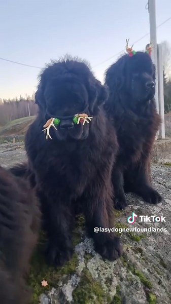 Holiday cheer? More like holiday tolerate. Christmas joy has left the building. At least the hats are having fun 🎄🪅 Wishing all our amazing followers a Merry Christmas filled with laughter, love, and less questionable outfit choices! 🎅✨ From all of us at Lasydog Newfoundlands #mydogiscutest #newfies #newfiesofnorway #lasydognewfoundlands #videoviral #christmas #christmastime #dogvideos