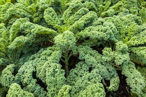 How to Grow Kale: Planting, Care, and Harvest Tips for Healthy Greens