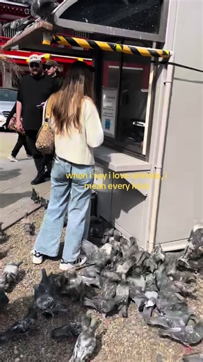 Differences Between Pigeons and Doves