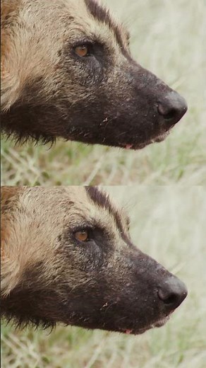 African Wild Dogs and Hyenas Battle it Out!