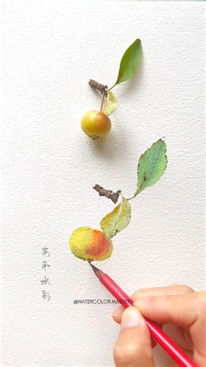 Watercolor painting by artist Anhe (Douyin) — a delicate botanical study capturing the freshness of fruit and leaves with masterful transparency. The soft gradients and crisp edges evoke balance, realism, and quiet beauty. #watercolorart #botanicalart #realismart #artprocess #fineart | Watercolor Masters