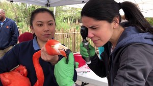 3.3K views · 139 reactions | Each year, the flock of flamingos are rounded up for their annual veterinary health exams. It's a team effort between animal care staff, veterinary staff and UC Davis School of Veterinary Medicine UC Davis vet students to examine the 41 birds ranging in age from one to 58 years old! Watch how it's done! | Sacramento Zoo | Facebook