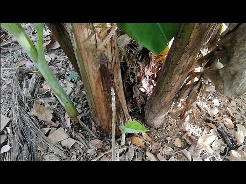 Peeing To Banana Trees 🍌 | Vilage life 🌸| Men pee outside ☺️| relaxing vibes 👼| Pee in nature