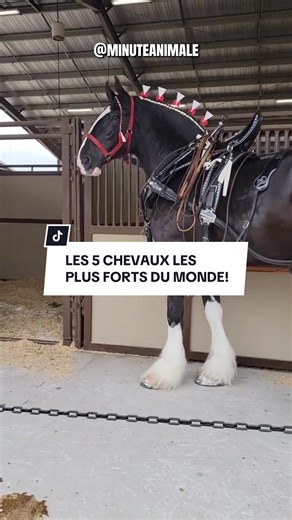 Les 5 Chevaux les Plus Forts du Monde