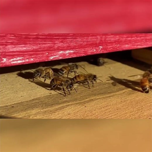 #2 The Red Hive Bee Drama & Amazing Surprises!