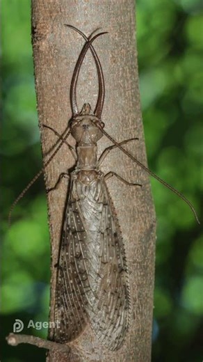 5 Weirdest Bugs Found in Ohio! 🐜😲 Pest Asset #shorts #ohio #insects