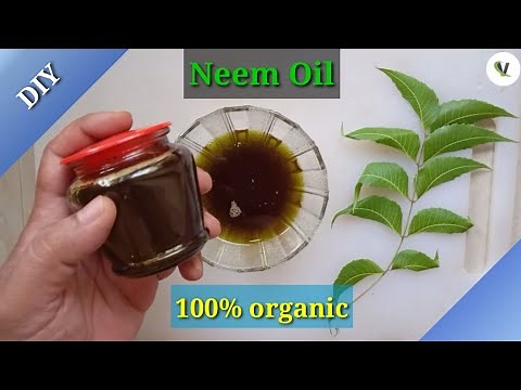 How to Make Neem Oil at Home | 100% ORGANIC NEEM OIL / Easy Way / homemade neem oil benefits .