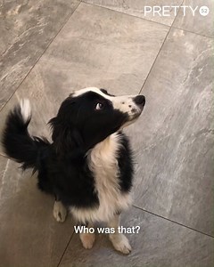 512K views · 5.5K reactions | Don't be fooled by those puppy dog eyes  | Tyla | Facebook