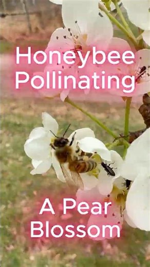 Honey Bee Pollinating a Pear Tree