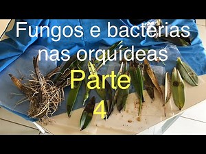 HOW TO PREVENT FUNGAL, BACTERIAL, AND VIRUS ATTACKS ON ORCHIDS? (PART 4/4) BLACK ROT/BACTERIA