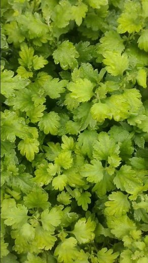 How to grow chrysanthemum flower plant from cutting.