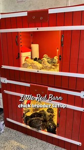 2.7K views · 41 reactions | Setting up my little red barn chick brooders! The set includes everything needed to raise chicks | Simply Chickens | Facebook