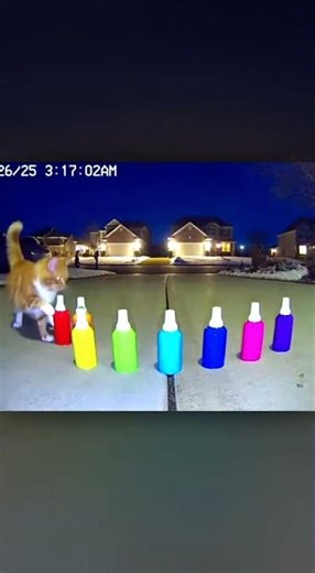 Cat Plays Airhorn Symphony at 3AM