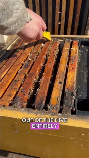 Watch me fix these frames without disrupting the hive!