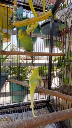 Du-398 Perfect Budgies Home Setup 🐦 Must Watch! #shorts #birdbreeding #birdcare #viralshortsvideos