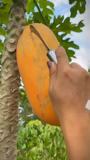 Amazing Fruit Cutting Techniques in the USA