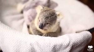 Beautiful koala baby video by Symbio Wildlife Park | Awesome Animals