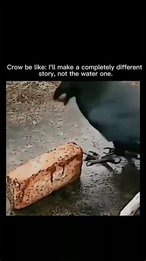 TrendTok | Viral Reels Daily on Instagram: "The video is a short, humorous clip showcasing clever behaviors of crows, tying into the caption about creating a "different story" from the classic thirsty crow fable (where a crow drops pebbles into a pitcher to raise the water level for drinking). Instead, it highlights real-life intelligence in crows through two main scenarios, followed by some abstract visuals emphasizing their smarts. Here's a breakdown of what happens, based on the key frames: I