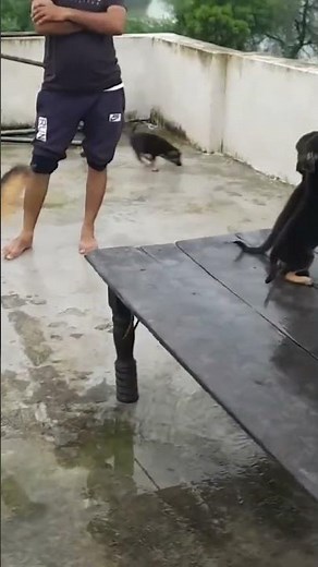 Max and Ruby with their puppies 😍🥰