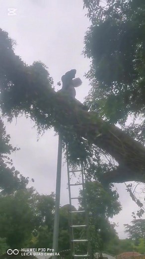🔥 CENTURION BEFORE & AFTER – PROUD TREE FELLERS DELIVERS AGAIN! 🔥 Today we responded to a high-risk emergency in Centurion: A fallen tree lying directly on City Power lines — dangerous, unstable and a threat to both property and lives. With precision, experience and the right equipment, our team safely cut, lowered and removed the entire tree without causing any damage to the power lines or the property. This is the level of excellence we stand for: ✔️ High-risk emergency specialists ✔️ Safe, 