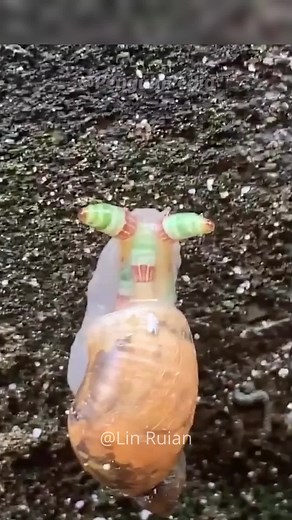The Disco Zombie Snail: A Fascinating Tale of Parasitic Mind Control