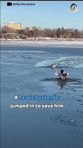 Drowning Husky Saved By Heroic Bystander