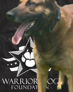 4.6K views · 168 reactions | The Warrior Dog Foundation is dedicated...