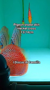 Discus pigeon snake skin/ Heckel cross 13/14cm ✅ 159.00cad. ✅ 2 x 299.00€ Spedizione in tutta Italia ed Europa. Per informazioni scrivete in privato o mandate un messaggio su WhatsApp al 3428732515 Daniele. #Discus #italiandiscus #idiscusdicannilla #discussicilia #discusnapoli #discusroma #discustank #offertediscus #discuspuglia #discusEuropa #discusfish | I Discus di Cannilla The Royal Discus Riproduzione e Allevamento Italiano