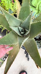 Cómo rescatar y cuidar una sábila (aloe vera) desde un palo