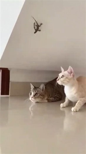 FUNNIEST PET Cat Videos I Don't Laugh Till End 2026 #funny #shorts 🤣