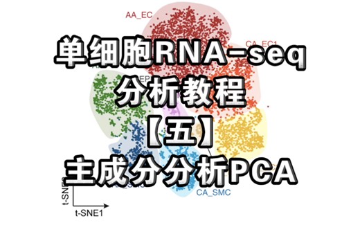 单细胞RNA-seq分析方法【五】主成分分析PCA