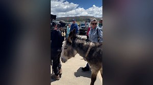 Colorado town releases its donkeys