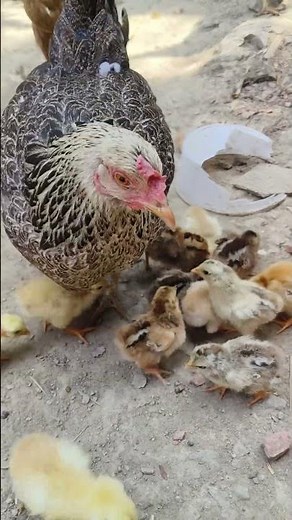 How to Hatch Chicken Eggs Naturally at Home 🐣 #shorts
