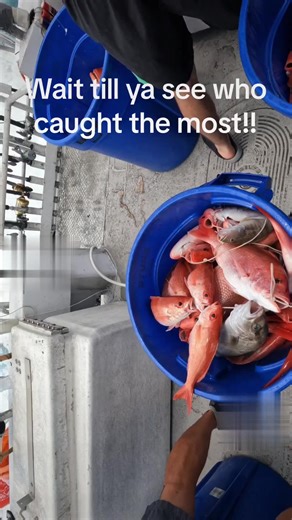 Beautiful Snapper Catch!!#carchoftheday #fishing#fishingtiktoks #destinflorida #florida#redsnapper #saltlife #emeraldcoast | American Spirit Party Boat