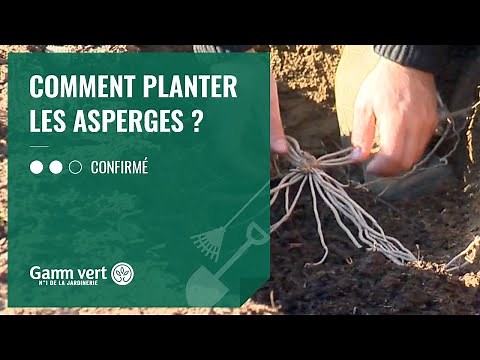 Tuto - Comment planter les asperges ?