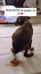 109K views · 127 reactions | DEWORM YOURSELF & ANIMALS 缾Here’s what...