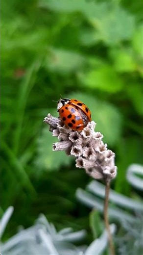 Did You Know? Ladybug Edition