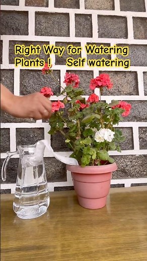 Right Way for Watering Potted Plants while on holiday! #plantwatering #gardening #pottedplants