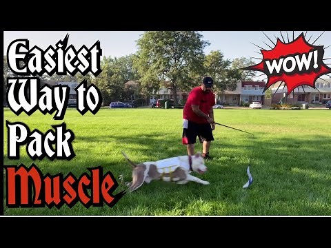 Easiest way to pack MUSCLE on your Pit bull!