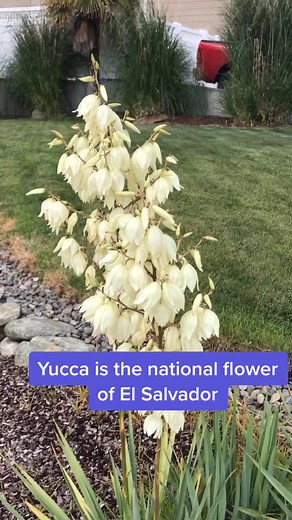 Yucca: National Flower of El Salvador and Culinary Delight
