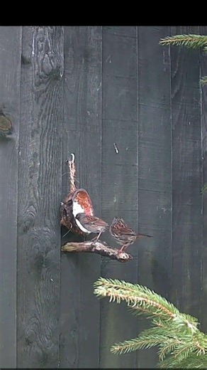 Relaxing Moments: Two Sparrows Chilling & Eating from a Coconut Feeder 🥥🐦